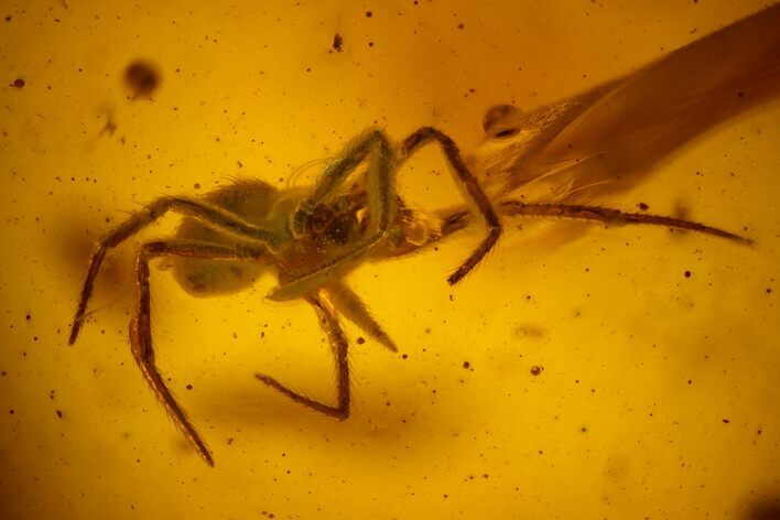 Detailed Fossil Spider (Araneae) in Baltic Amber #163532